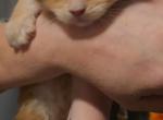 Garfield - Maine Coon Kitten For Sale - Ripon&comma; CA&comma; US