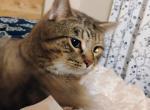 Apollo - Domestic Cat For Sale - NY&comma; US