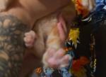 Red - Maine Coon Kitten For Sale - Ripon&comma; CA&comma; US