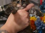 Siren - Maine Coon Kitten For Sale - Ripon&comma; CA&comma; US