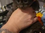 Aura - Maine Coon Kitten For Sale - Ripon&comma; CA&comma; US