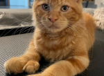 Axel - Maine Coon Kitten For Sale - 