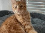 Simply - Maine Coon Kitten For Sale - 