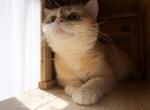 Misha second litter - British Shorthair Kitten For Sale - San Marcos&comma; CA&comma; US