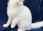 Mix Ragdoll & Turkish Van - Ragdoll Kitten For Adoption - 