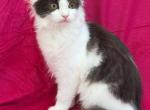 Mix Turkish Van & Ragdoll - Turkish Van Kitten For Sale - 