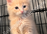 Teddy - Persian Kitten For Sale - Canyon Lake&comma; CA&comma; US