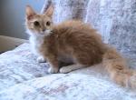 Emily curly Skookum - Munchkin Kitten For Sale - AL&comma; US