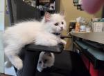 Tibbi's boys - Ragdoll Kitten For Sale - Orem&comma; UT&comma; US