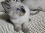 4 Siamese kittens - Siamese Kitten For Sale - Flower Mound&comma; TX&comma; US