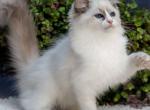 Pierce - Ragdoll Kitten For Sale - Norwalk&comma; CT&comma; US