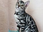 Samanta - Bengal Kitten For Sale - Pembroke Pines&comma; FL&comma; US