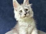Yankee - Maine Coon Kitten For Sale - Hollywood&comma; FL&comma; US