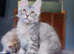 Rachel - Maine Coon Kitten For Sale - Hollywood&comma; FL&comma; US