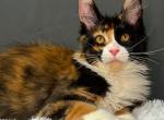 Dilara - Maine Coon Kitten For Sale - Miami&comma; FL&comma; US