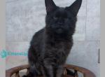 Paladin - Maine Coon Kitten For Sale - Miami&comma; FL&comma; US