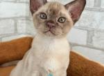 Umka - Burmese Kitten For Sale