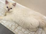 Flame point - Persian Kitten For Sale - Conyers&comma; GA&comma; US