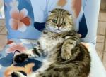 Markisa - Scottish Fold Cat For Sale/Retired Breeding - 