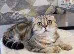 Markisa - Scottish Fold Cat For Sale/Retired Breeding - Pikesville&comma; MD&comma; US