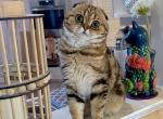 Tasha - Scottish Fold Cat For Sale/Retired Breeding - 