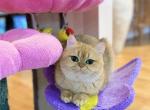 Iriska - British Shorthair Cat For Adoption - MD&comma; US