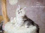 Zues - Maine Coon Kitten For Sale - Mechanicsburg&comma; PA&comma; US