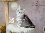 Zora - Maine Coon Kitten For Sale - Mechanicsburg&comma; PA&comma; US