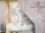 Zander - Maine Coon Kitten For Sale - Mechanicsburg&comma; PA&comma; US