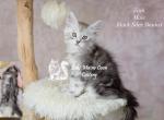 Zeek - Maine Coon Kitten For Sale - Mechanicsburg&comma; PA&comma; US