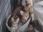 Tony - Bengal Kitten For Sale - NC&comma; US