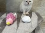 Bella - Ragdoll Kitten For Sale - Freeburg&comma; PA&comma; US