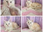 September male babies - Maine Coon Kitten For Sale - Frenchtown&comma; MI&comma; US