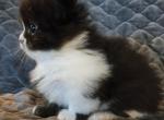 Crazy Mazy's - Minuet Kitten For Sale - 