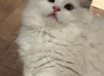 Candy - Ragdoll Kitten For Sale - Potomac&comma; MD&comma; US