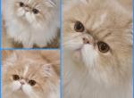 Beautiful 11mo old Persian boy - Persian Kitten For Sale - 