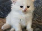 Crazy Mazy - Minuet Kitten For Sale - New Hartford&comma; CT&comma; US