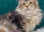 Zahar - Maine Coon Kitten For Sale - Miami&comma; FL&comma; US
