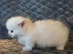 All about the eyes - Minuet Kitten For Sale - 