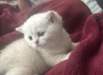 Opal - British Shorthair Kitten For Sale - Sun City Center&comma; FL&comma; US