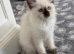Sweet Ball of Fluff Ragdoll Kitten - Ragdoll Kitten For Sale - Lebanon&comma; OH&comma; US