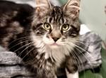 Saraya - Maine Coon Kitten For Sale - 