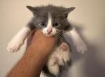 Minnie - American Shorthair Kitten For Sale - Blanchester&comma; OH&comma; US