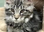 Kenna - Maine Coon Kitten For Sale - 