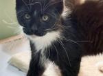 Kain - Maine Coon Kitten For Sale - 