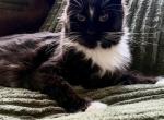 Sylvie - Maine Coon Cat For Sale - OH&comma; US