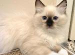 RAGDOLL BOY PURE BREED - Ragdoll Kitten For Sale - Southwick&comma; MA&comma; US