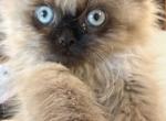 Mint collar - Himalayan Kitten For Sale - 