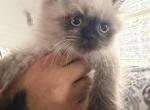 Blue collar - Himalayan Kitten For Sale - 