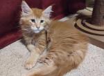Freedom - Maine Coon Kitten For Sale - Trevor&comma; WI&comma; US
